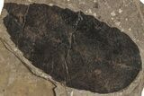 Fossil Leaf (Fagus) - McAbee Fossil Beds, BC #224902-1